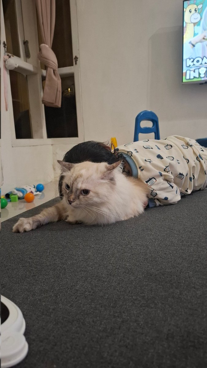 CimimoCats_'s tweet photo. tolong cimi (2) https://t.co/VM0ByzVQnA