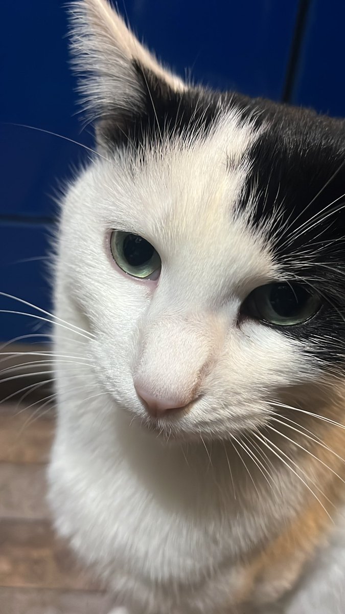 かおりんページ　ご確認用 この目！！宝石！！