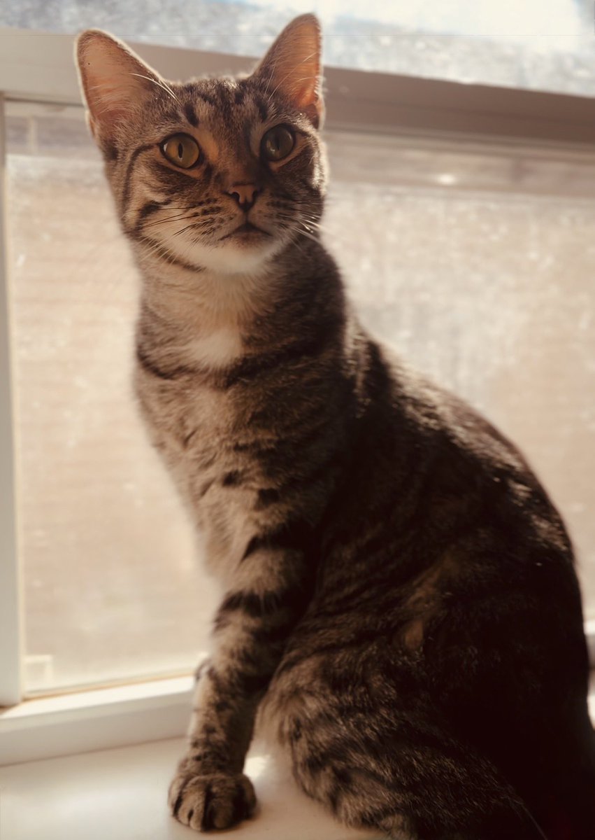 catnipaddicts's tweet image. Is it just me or are non-cat people just wrong? 😻 #CatLovers