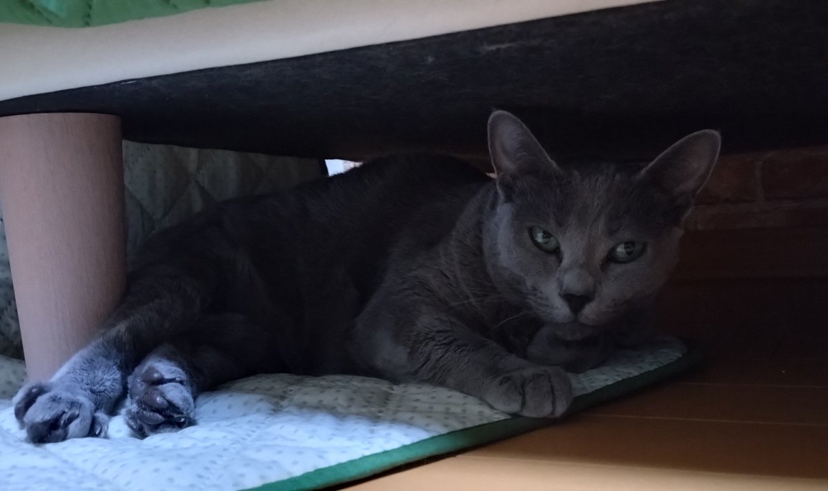 Дневные башенные бдения / вечерние поддиванные засады 

К вечеру по таймеру включается теплый пол, и Мирослава переползает вниз греть пузико)