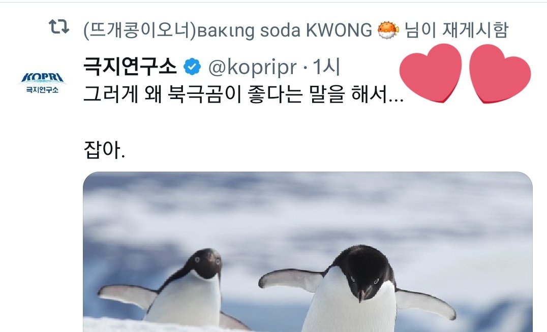 00k0511's tweet image. Today #SDKS 곰보단 역시 휑긴이 조으신 보글쌤의 알티🥰🐧🙊🖤🧡