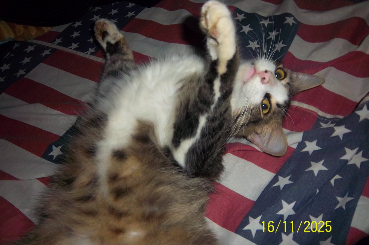 mamanyahachii's tweet image. WTS DIGICAM KODAK EASYSHARE M550

- fungsi normal✅
- flash on✅
- zoom in/out aman ✅

(-) penuaan layar, tidak ngaruh ke hasil
(-) lecet pemakaian
 
harga 600k
#zonauang #wts #wtsdigicam #kodak