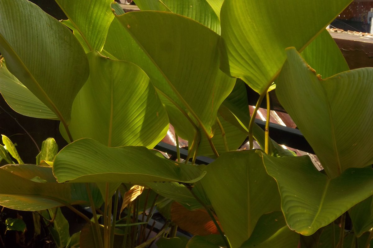 mamanyahachii's tweet image. WTS DIGICAM KODAK EASYSHARE M550

- fungsi normal✅
- flash on✅
- zoom in/out aman ✅

(-) penuaan layar, tidak ngaruh ke hasil
(-) lecet pemakaian
 
harga 600k
#zonauang #wts #wtsdigicam #kodak