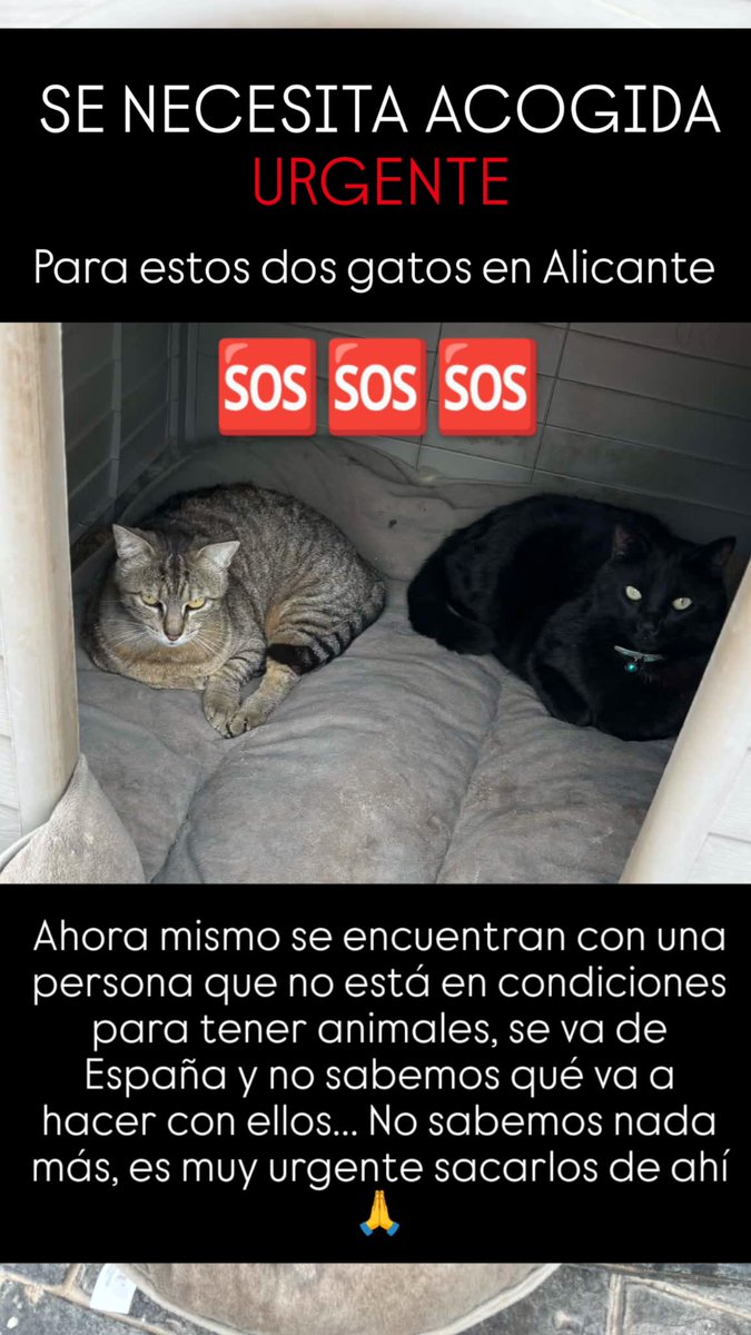AcofalX's tweet image. ACOGIDA URGENTE PARA ELLOS ESTÁN EN ALICANTE 

contacto:  637 50 94 86