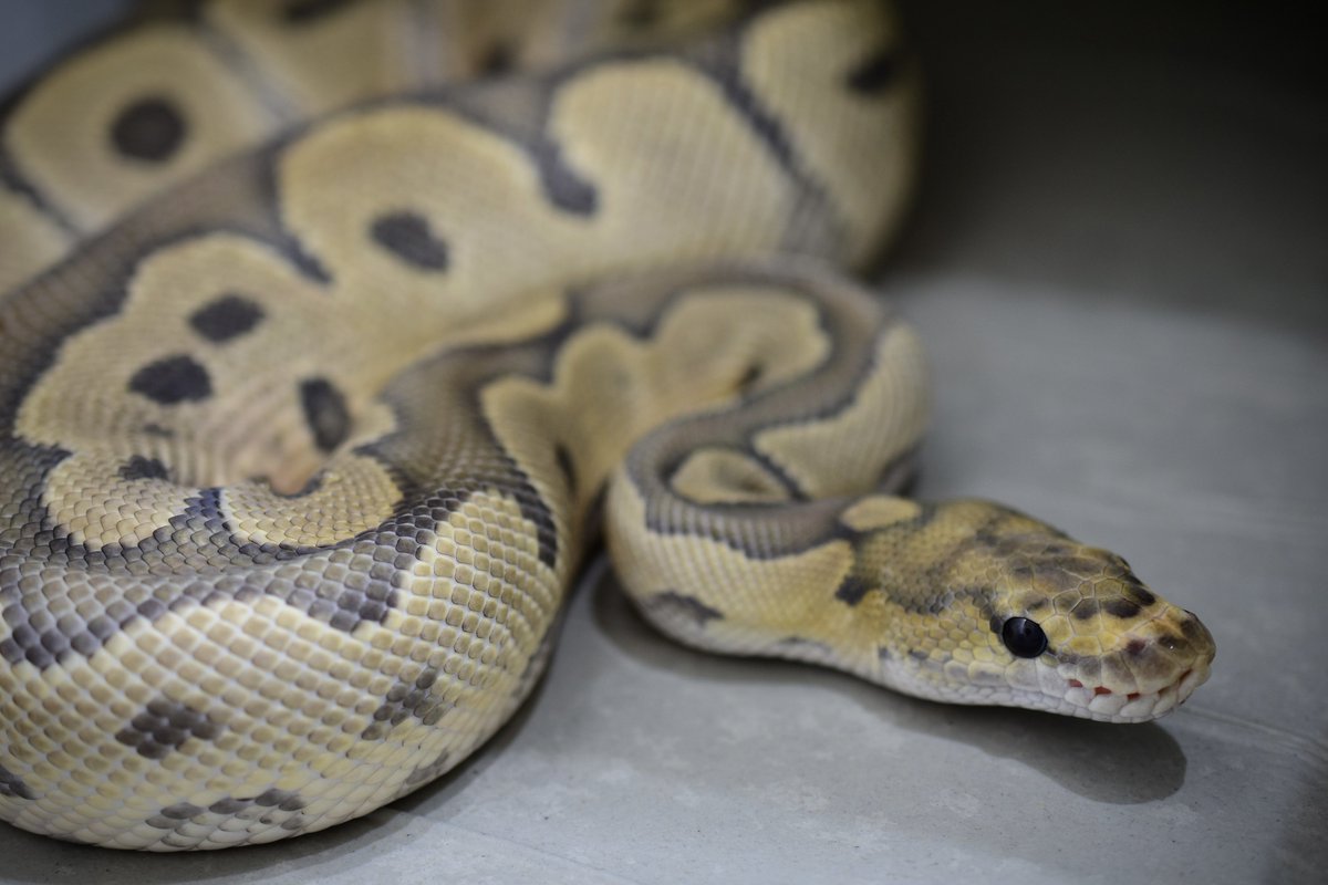 na___Python's tweet image. タブ開けたら水飲みひっくり返してるマン。

hypo clownは色味がエロい。