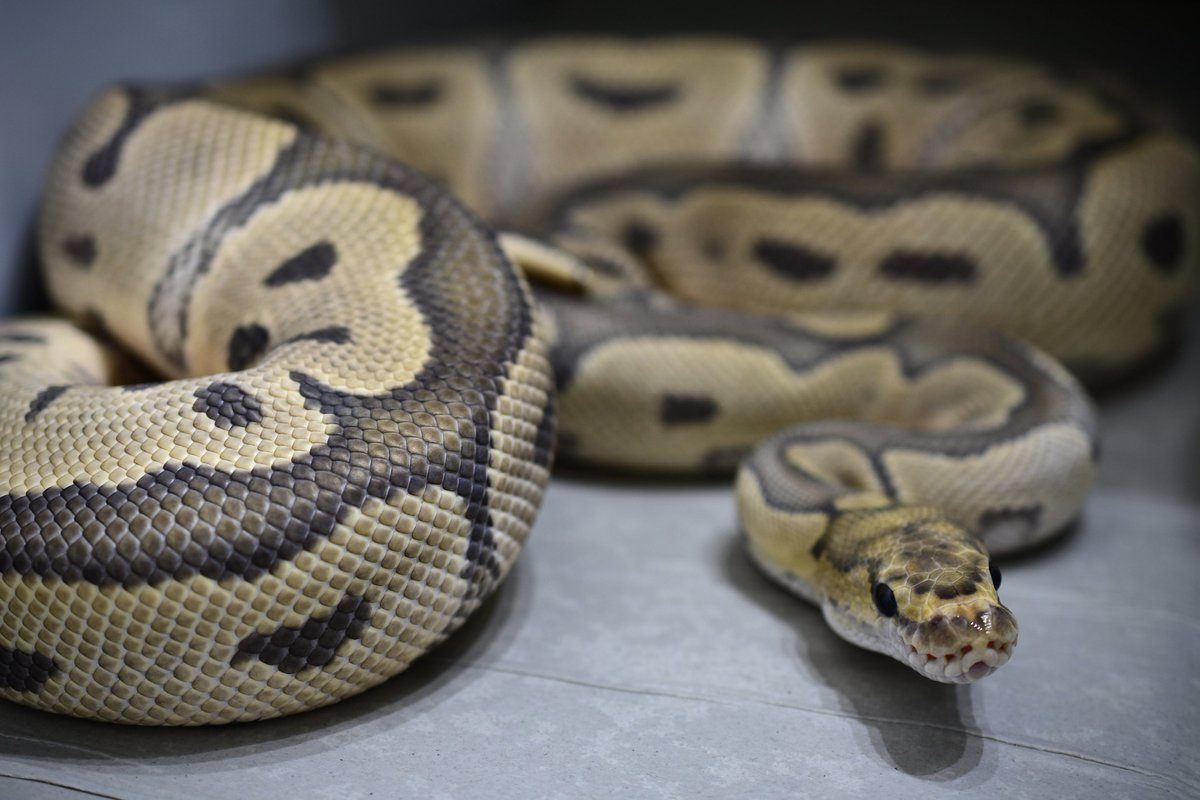 na___Python's tweet image. タブ開けたら水飲みひっくり返してるマン。

hypo clownは色味がエロい。