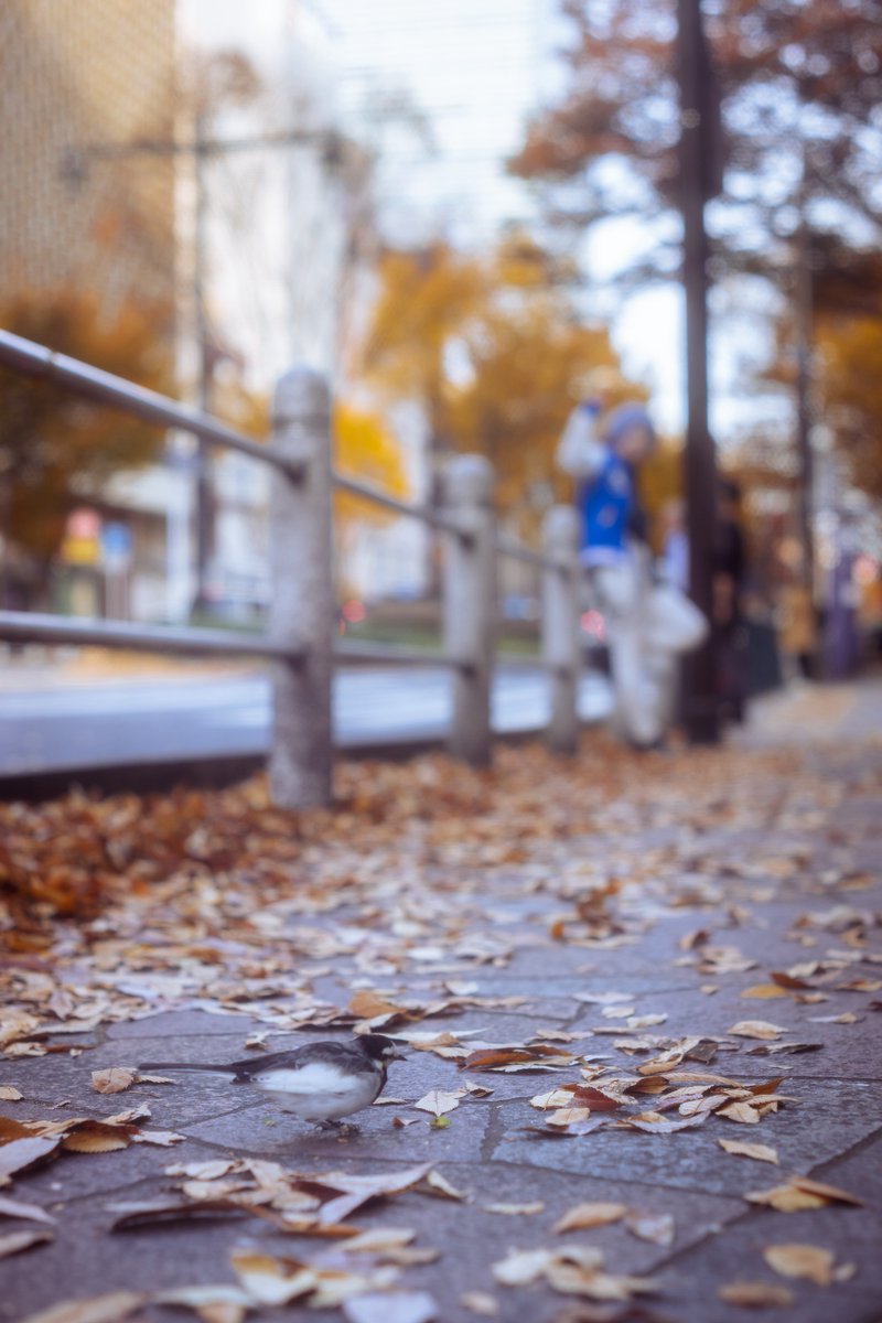 so_o2sx's tweet image. 速報じゃない速報📸

全然逃げない🕊もいた