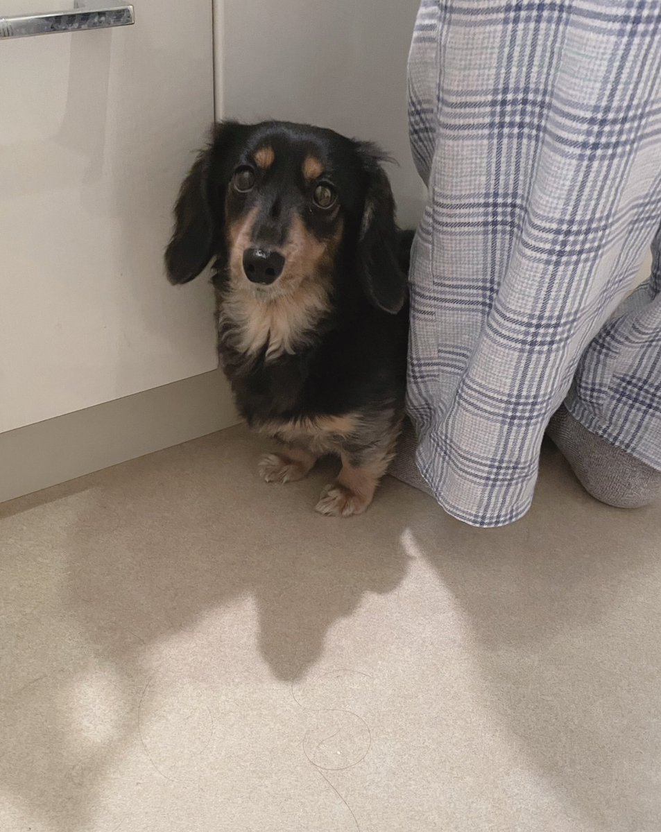 くぅちゃんのママ (@kuchanmama) / Posts / X