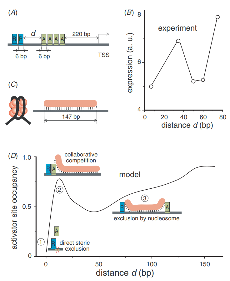 Teif Lab tweet media