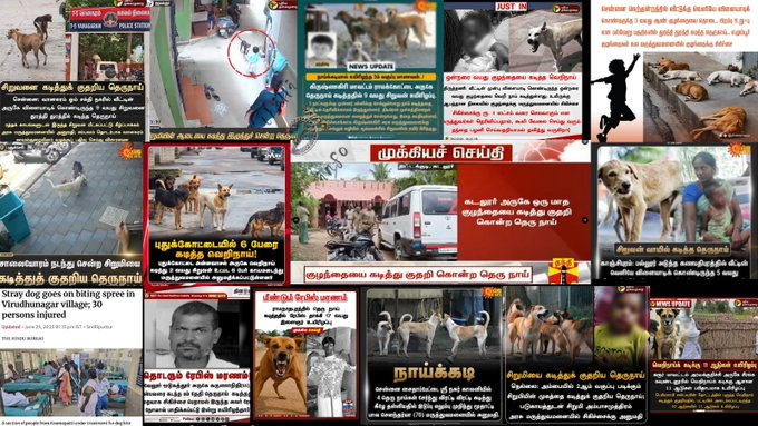 thil_sek's tweet image. Well said!!
These so-called celebrities are living in their own bubble and give lectures while we have borne the real pain. None of the so-called activists can bring back the lives of deceased children. Below is the glimpse of victims of stray dogs attacks in TN in 2025 alone: