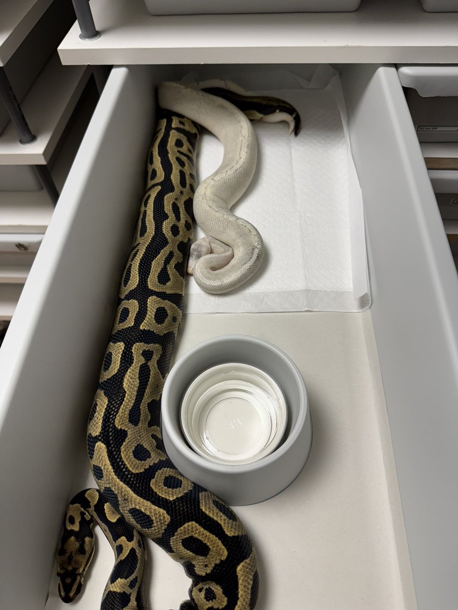 2025年ラストクラッチ！
"leopard confusion het VPIaxanthic"
                      ×
"champagne TrueGhost"
卵は少なかったですが、
25CBイチのクラッチになりました☺️
シャンパン抜きでレオコンアザン欲しい
と言ってましたが、シャンパン入りが
最高過ぎてシャンパンに謝りたいです🥂