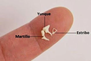 ¿Sabías que..❓🤔
Estos son los huesos mas pequeños de tu cuerpo.
👂
#curiosidades #oído #sistemaAuditivo #hipoacusia #sordera #opticaSEO #optimovil