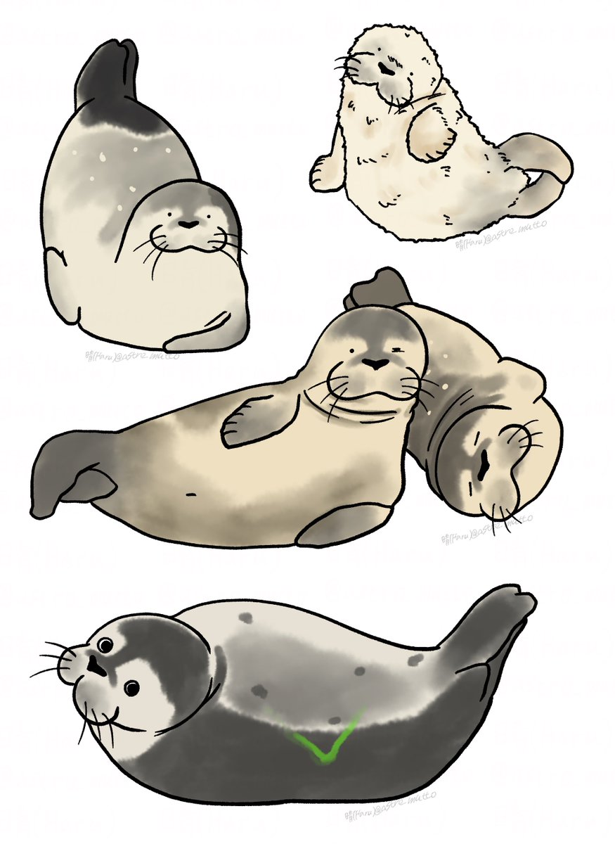 11/23の配信の様子！

Highlights from the November 23 Livestream!

Stream archive(アーカイブ)↓
youtube.com/live/jzAYM_URU…

#アザラシ幼稚園 #zeehondencentrum #Werelderfgoedcentrum #WECWaddenzee