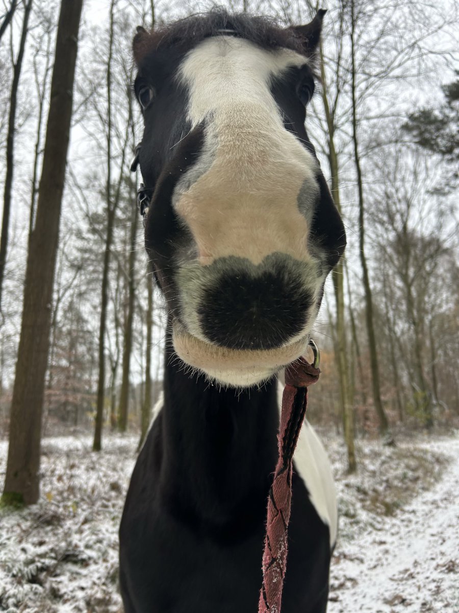 My horse have autism but I love her