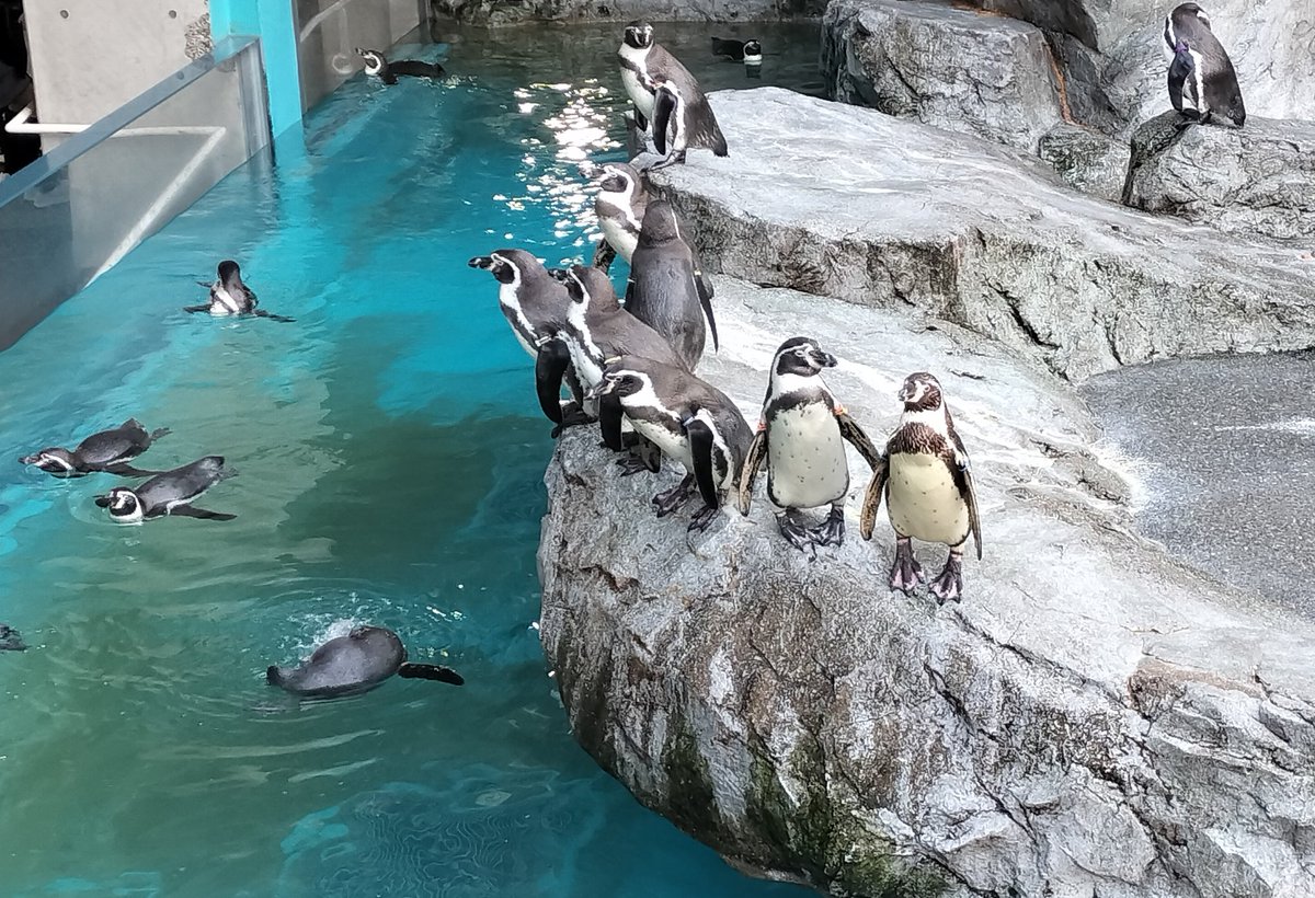 ペンギン、 来年はJ1に昇格する予定のV・ファーレン長崎💪 J1サポさんたちの参考に