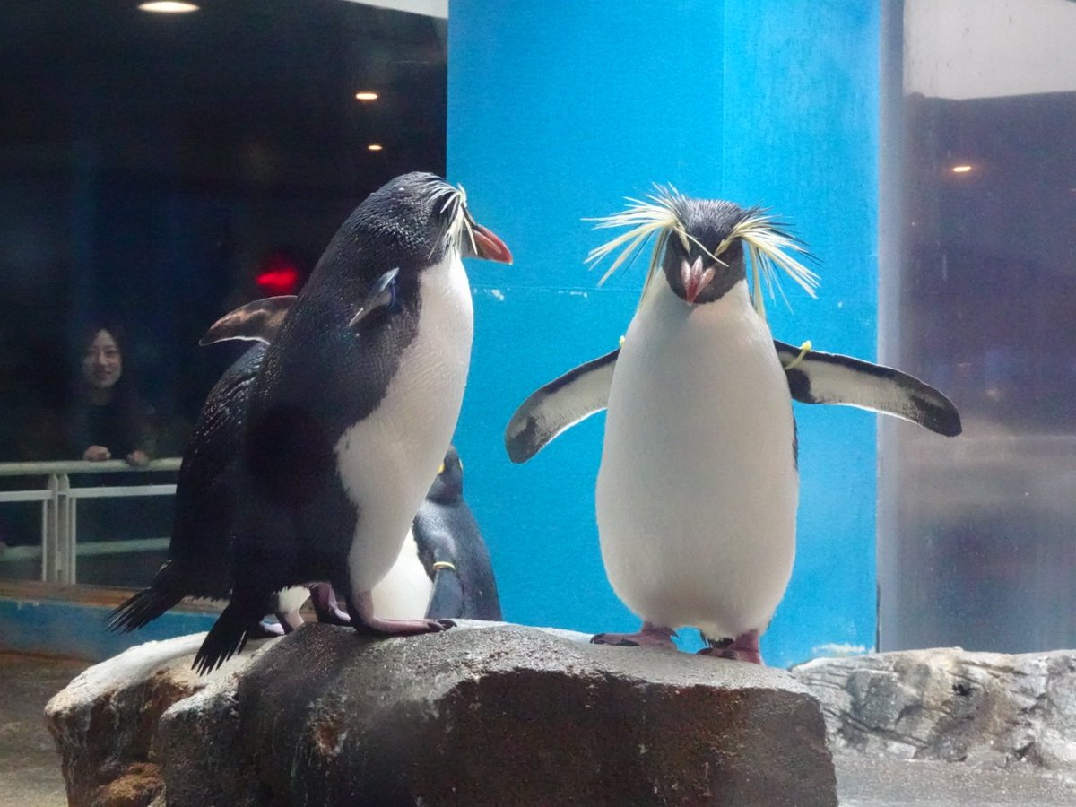 ペンギン セトクラフト クロックパズル(ペンギン) W24-0034【別送品】 | 時計