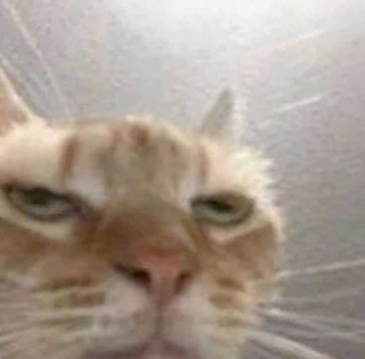 SyncroV2's tweet image. Monday trials got me like 

🟣Twitch.tv/Syncro
🔴YouTube.com/Syncrov2