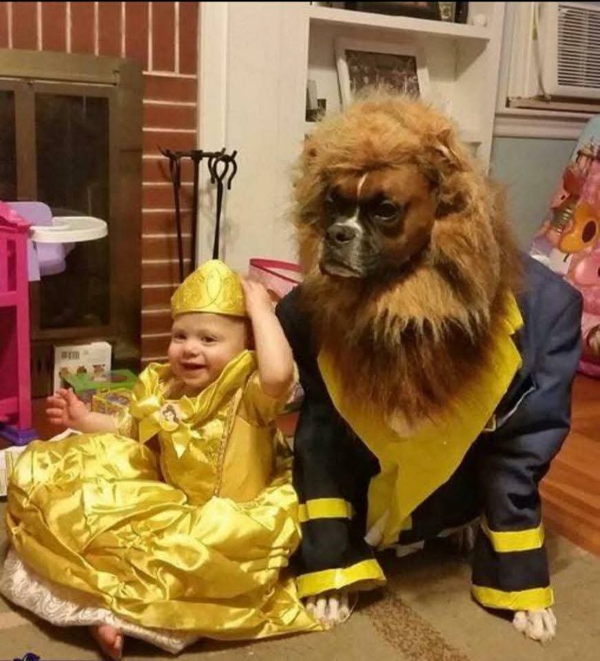 Boxer Dog Lovers & Owners tweet media