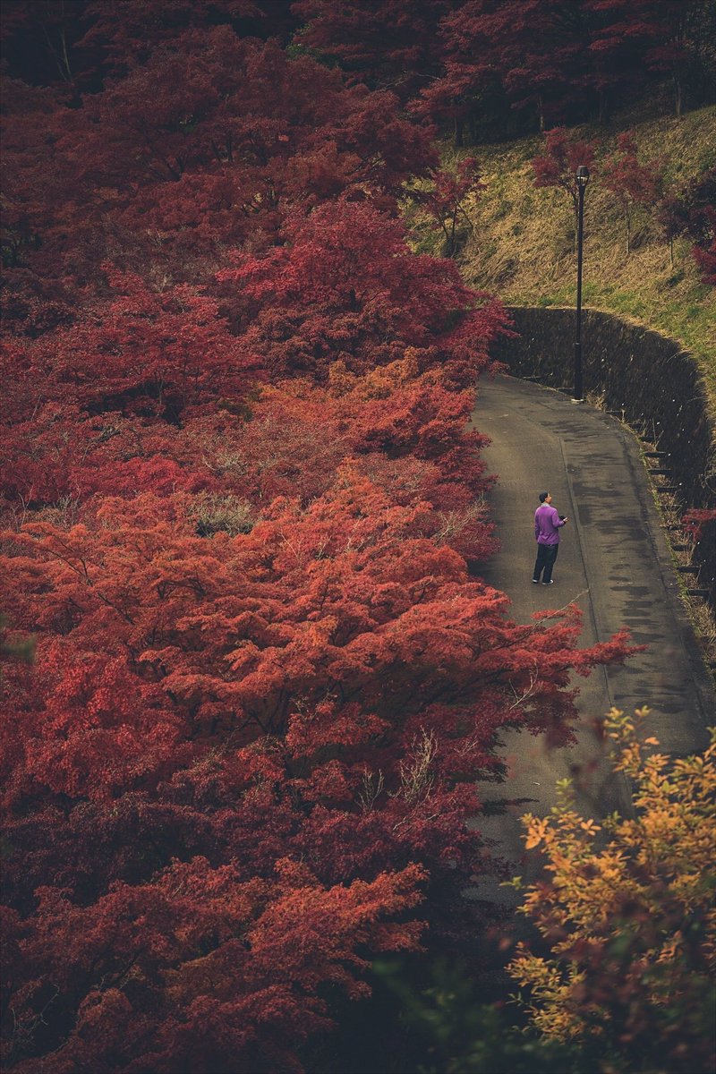 紅葉もそろそろ終盤ですね🍁
