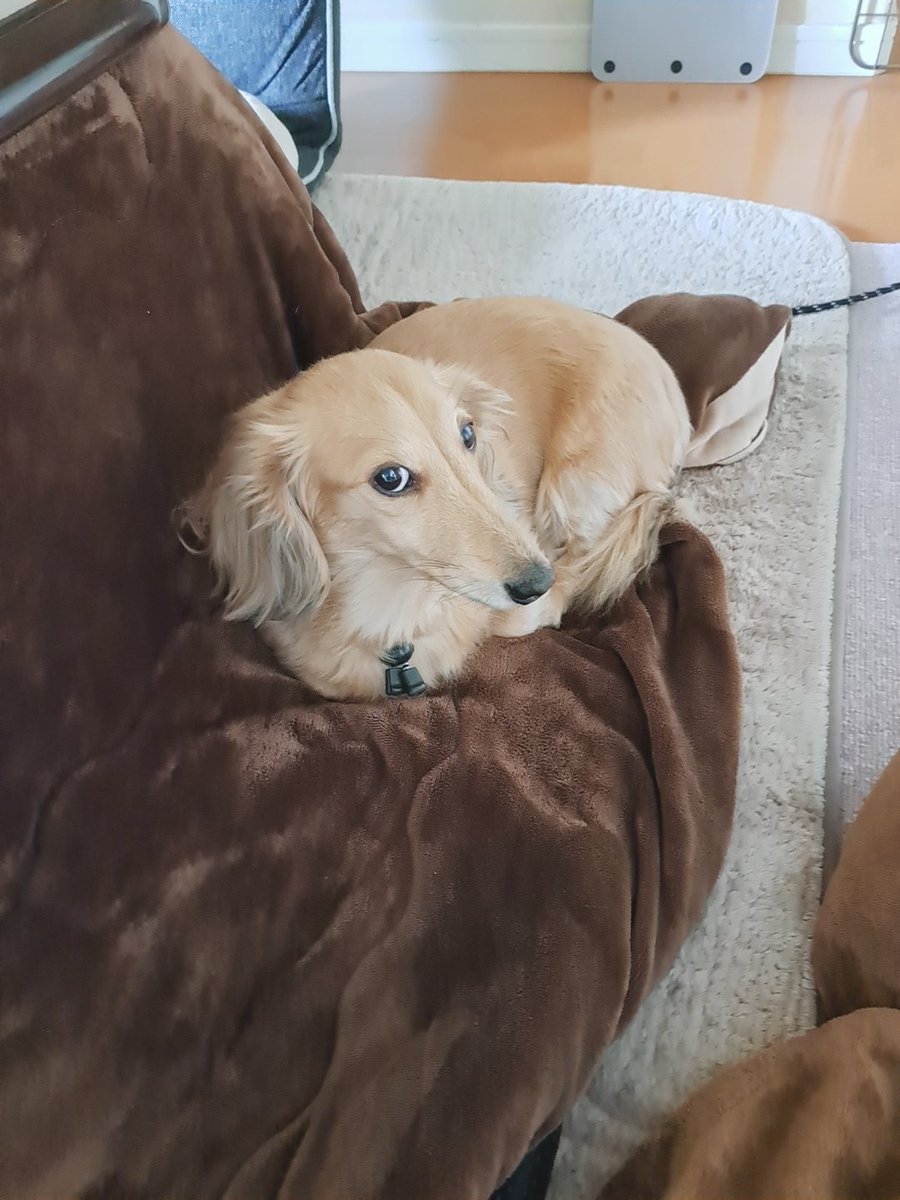 ダックスです ◇【即納】ダックスかダックス以外か | OTO DOGWEAR