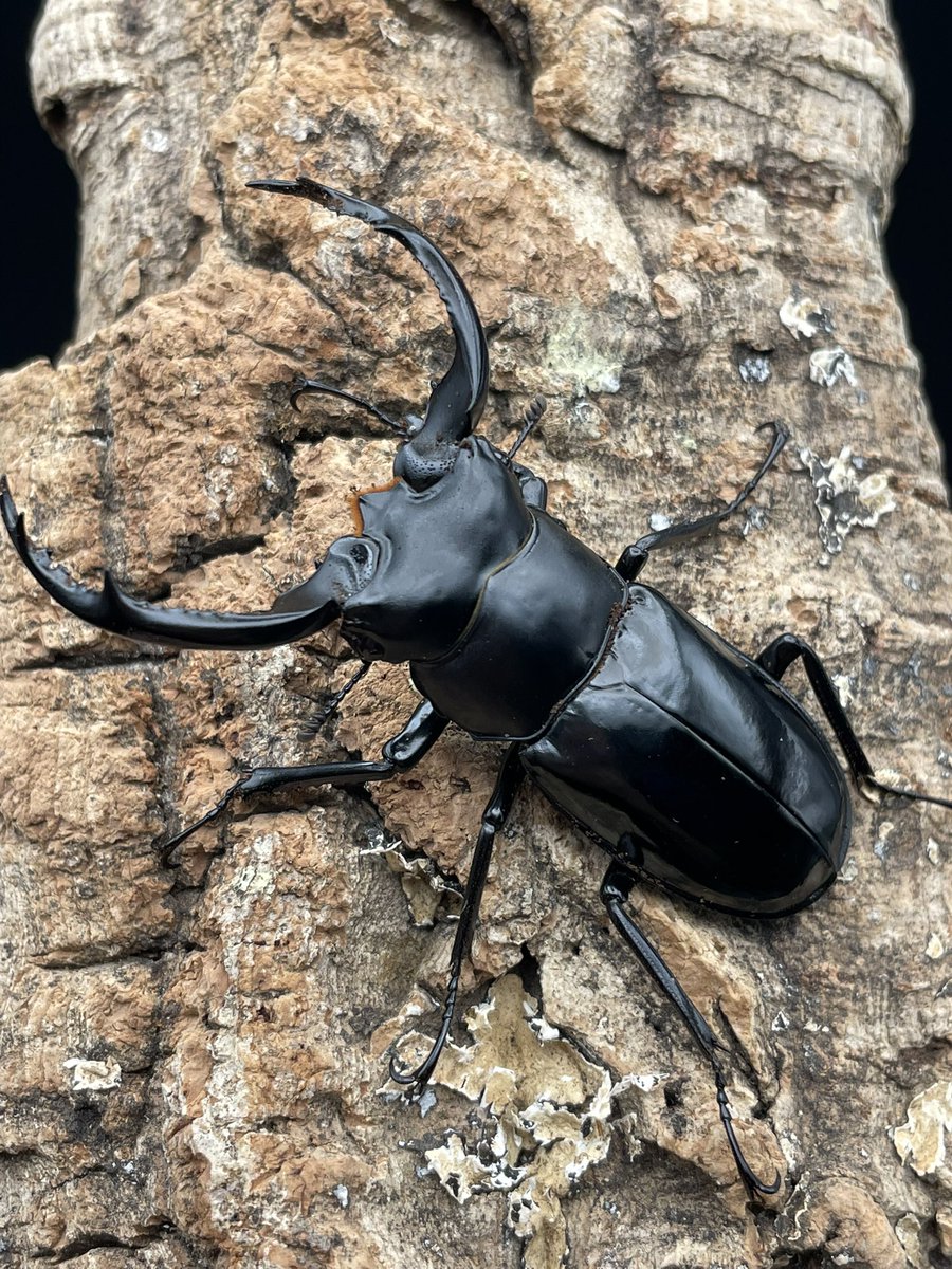 yasu 【クワカブブログで情報発信中！】 (@yasu_udon_) / Posts / X