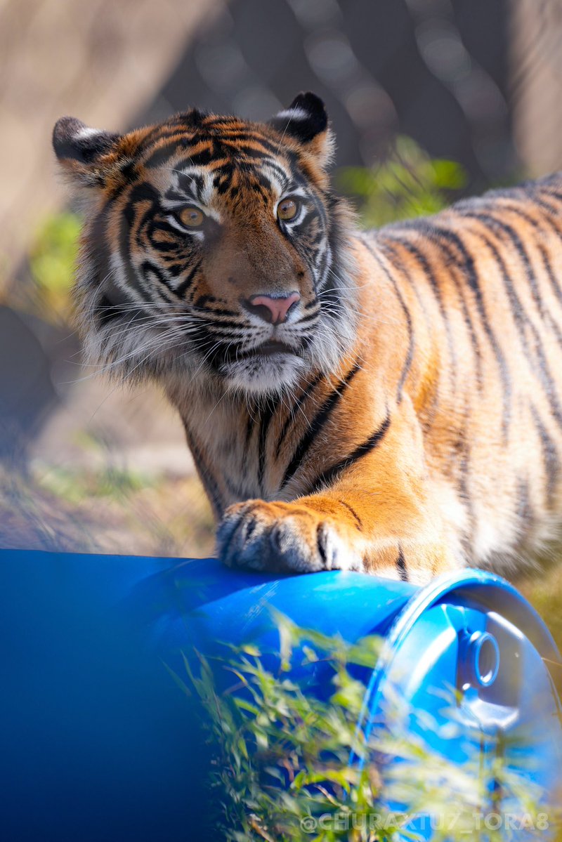 CHURAXTU7_TORA8's tweet image. ドラム缶捕まえた？🛢️🐯
#東山動植物園　#スマトラトラ　#マクムル
📷2025年11月