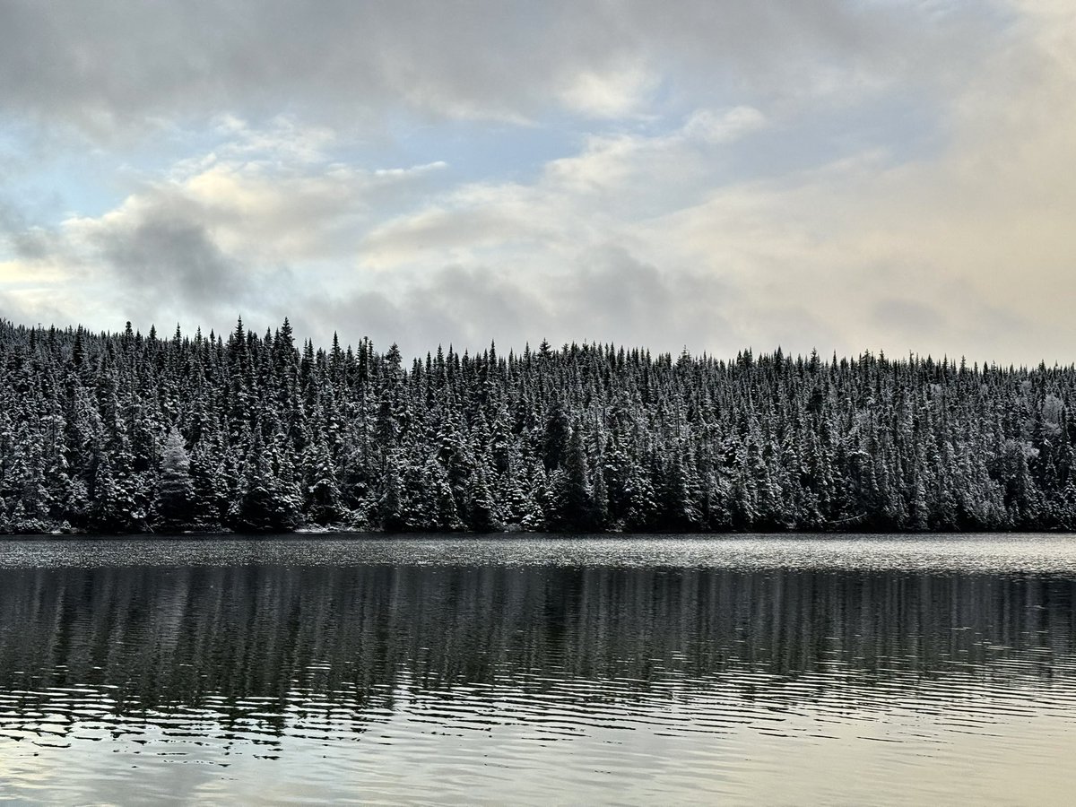 A blush of white on green, as if painted by a giant’s hand, or perhaps by fairies as they danced from tree to tree. 
Happy Monday. Have a wonderful day.
Jack Pond, November 23, 2025. #NewfoundlandandLabrador #explorenl #ShareYourWeather #Nlwx