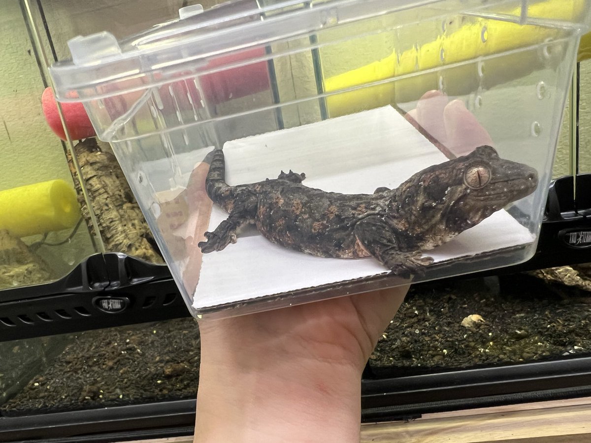 ぶりくらお迎え生体② Satisfactctory（ @Satisfactory328 ）さんで