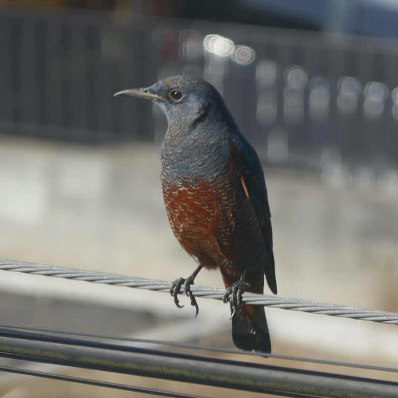 鳥の声が聞こえたから
ブラインドからそーっと覗いたら
イソヒヨドリ♂が電線に😊