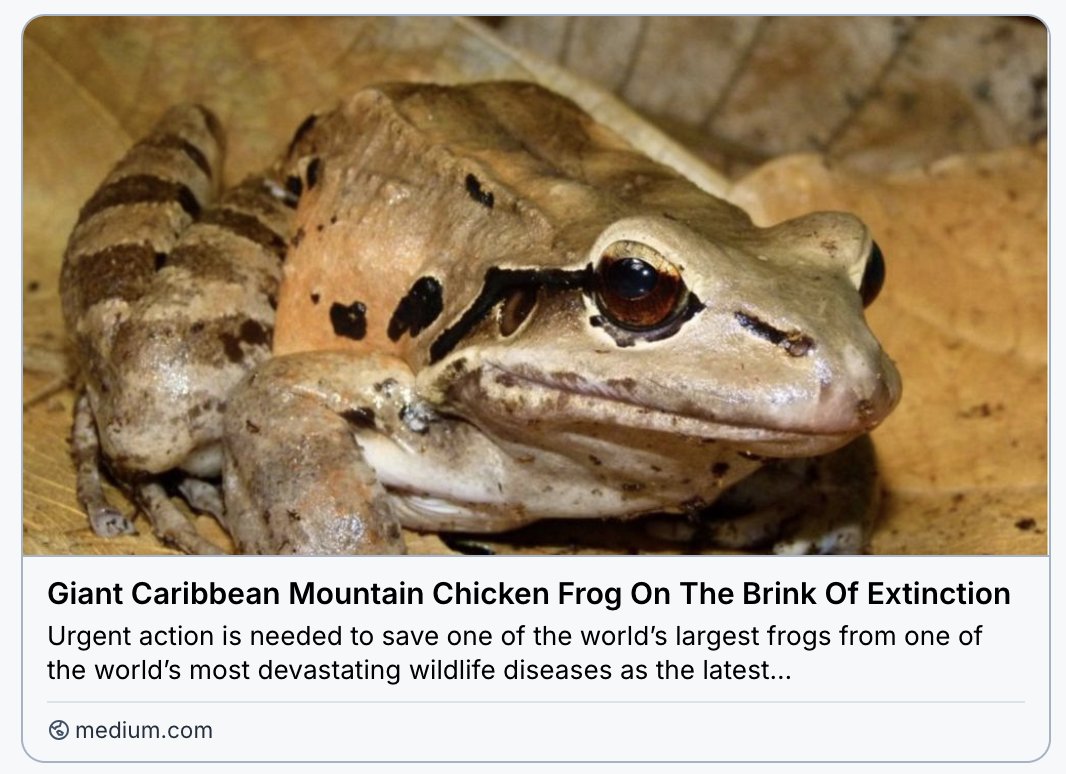 GrrlScientist's tweet image. Giant Caribbean Mountain Chicken Frog On The Brink Of Extinction

#SciComm by @GrrlScientist 

#EndangeredSpecies #Frogs #conservation #Dominica medium.com/grrlscientist/…