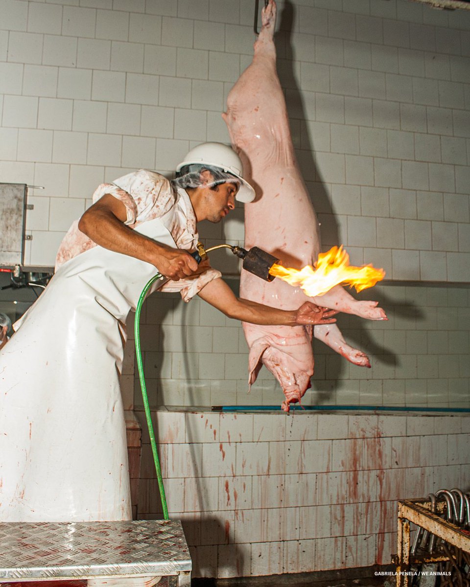 PETAUK's tweet image. Your bacon was once flesh stolen from a living, intelligent being. Their hair was burned off so you can consume their flesh.
Go vegan.