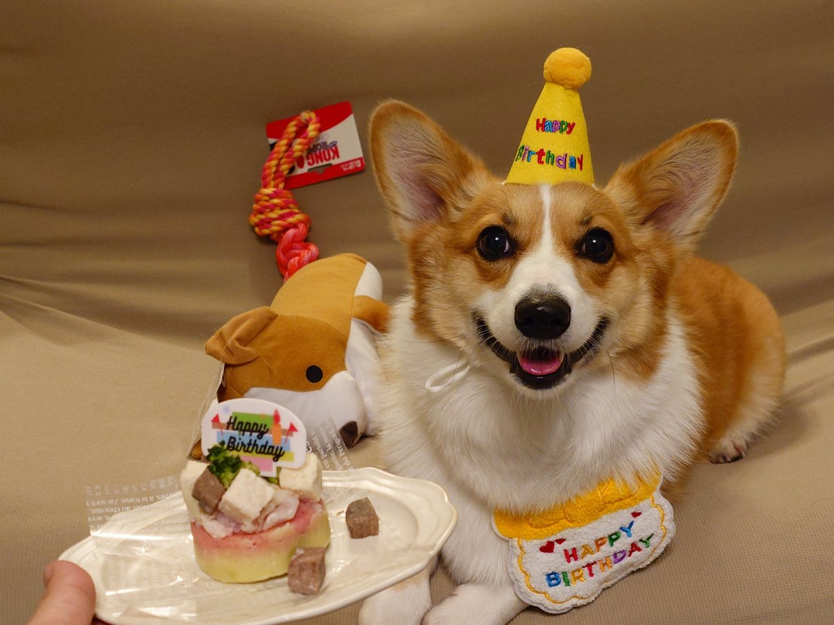 corgi_lucy_k's tweet image. るーしー4歳になりまし🎉
みんなこれからもよろしくね❤️
#コーギー #corgi