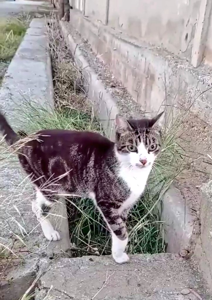 #Urgent  #adopció o #acollida. En Nou és un abandonament. És el seu primer hivern al carrer. S' està aprimant i patim per la seva salut. Cada dia què el veiem sense una lllar se'ns trenca el 😿💞 És molt urgent trobar una llar! Està a Balaguer, pot viatjar ☎️ WhatsApp 646689901
