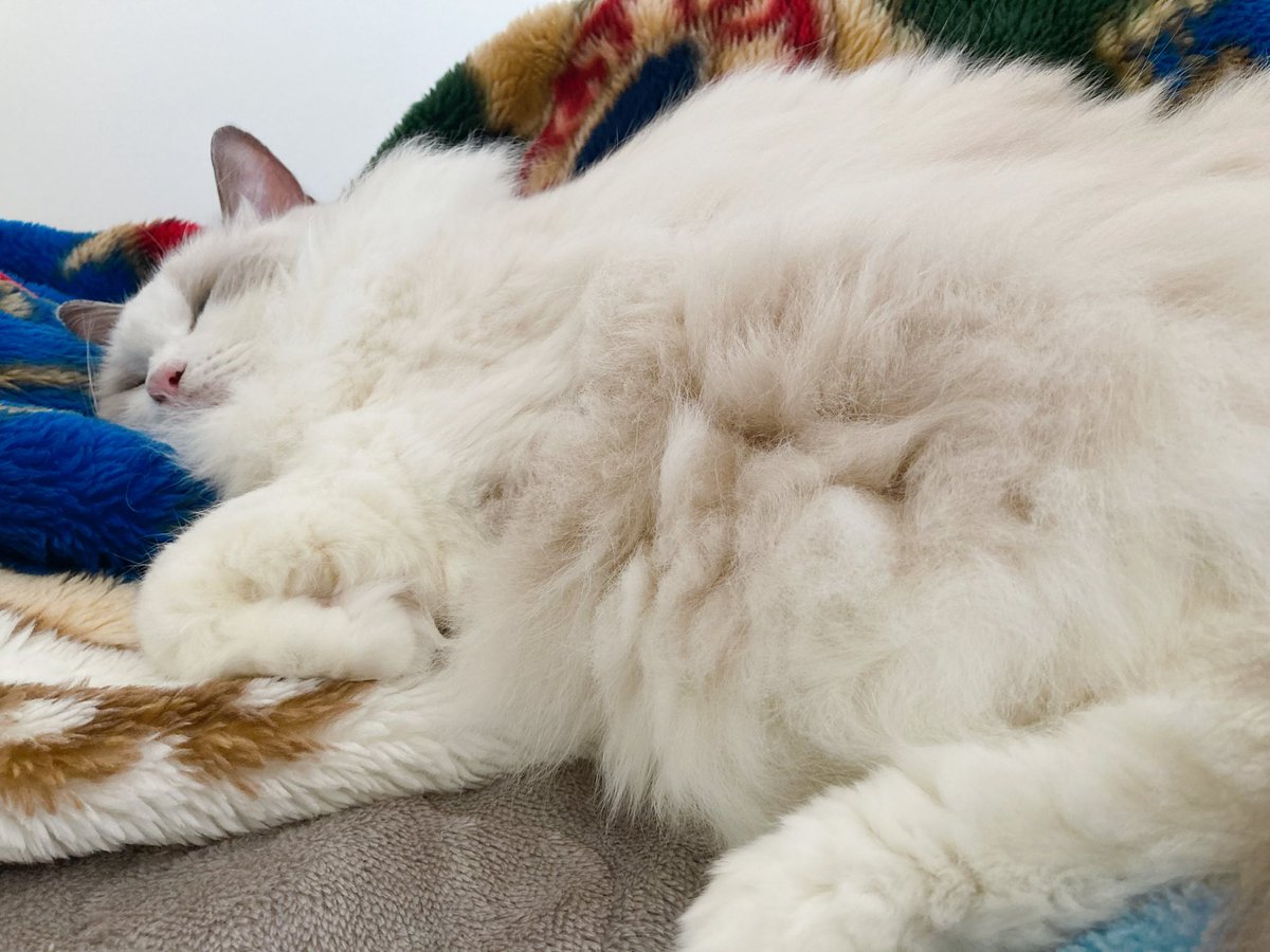 あつくなって、布団の中から出てきたモフモフ👀