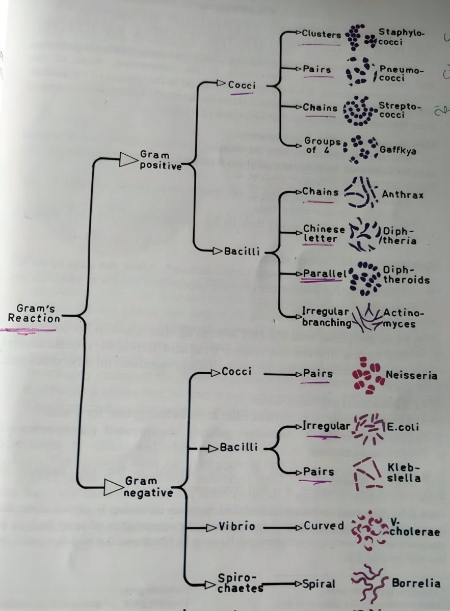 🦠 Classification of Bacteria