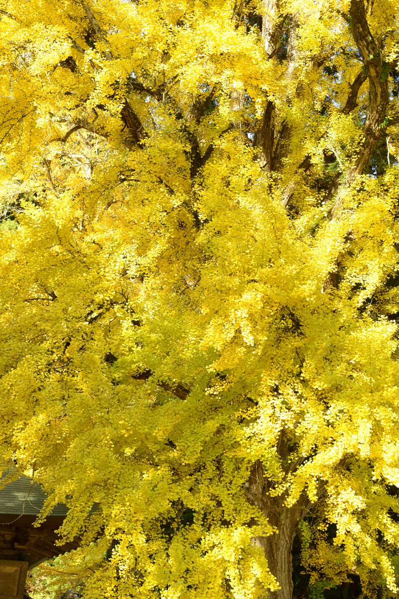 tmp_mazxc63's tweet image. クソデカ銀杏が完全体だった