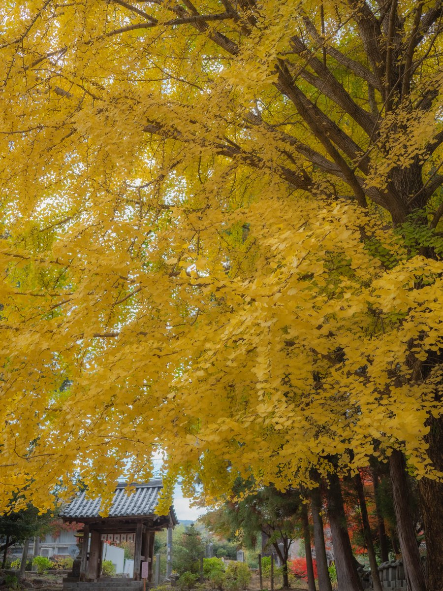 與止日女神社のイチョウの木
