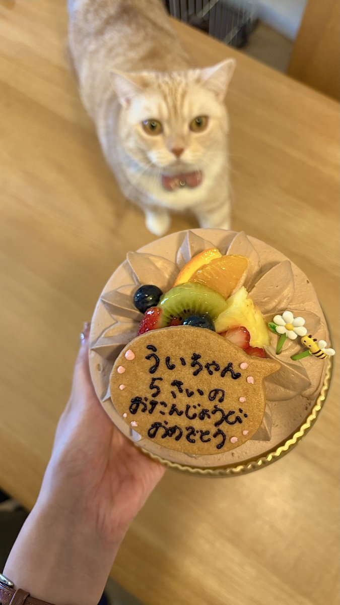 ういろ☆スコティッシュフォールド (@uiro1122) / Posts / X