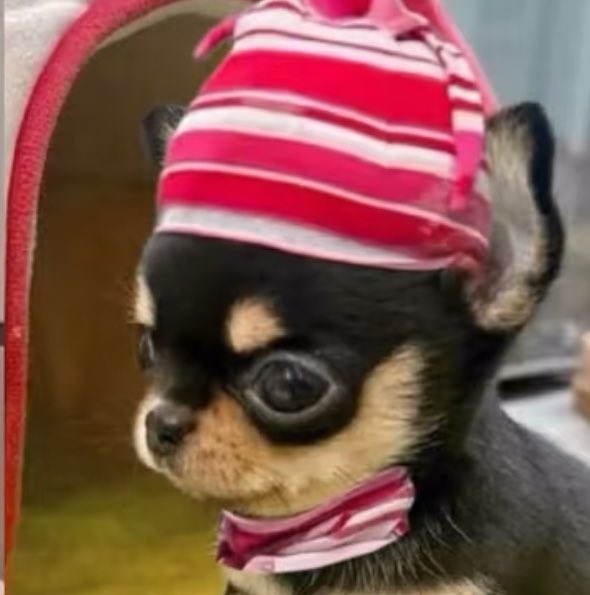 D_214_S2's tweet image. 건호이랑 넘 닮아서 치와와를ㄱㄴ키우고싶음