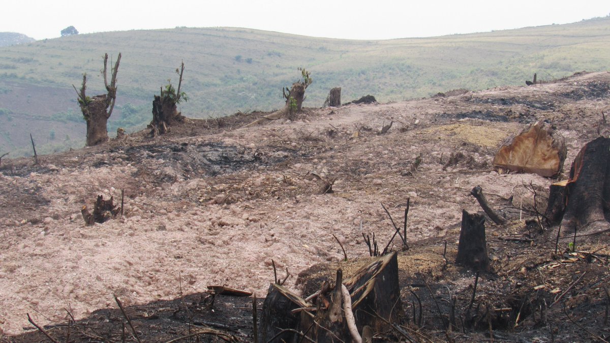 Burundi's 🇧🇮 Kibira National Park🌲 - a protected forest territory, has shrunk from about 90,000 ha in the 1930s to around 36,000 ha today. 

State institutions, farmers, dam construction are eating it away. - <a href="/bizimana_arthur/">Arthur BIZIMANA</a> 

Find out how 👉bit.ly/3XeAv0Z