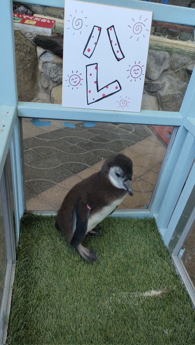 dive2snow's tweet image. あわしまマリンパークでマリンパークのキャラクター、内浦ましろちゃんのCVを担当する小山百代さんを迎えてのスペシャルトークショー。
ペンギンのヒナの名付け親にもなった小山さんが命名したのはハレちゃんでした。
#あわしまマリンパーク
#沼津
#小山百代