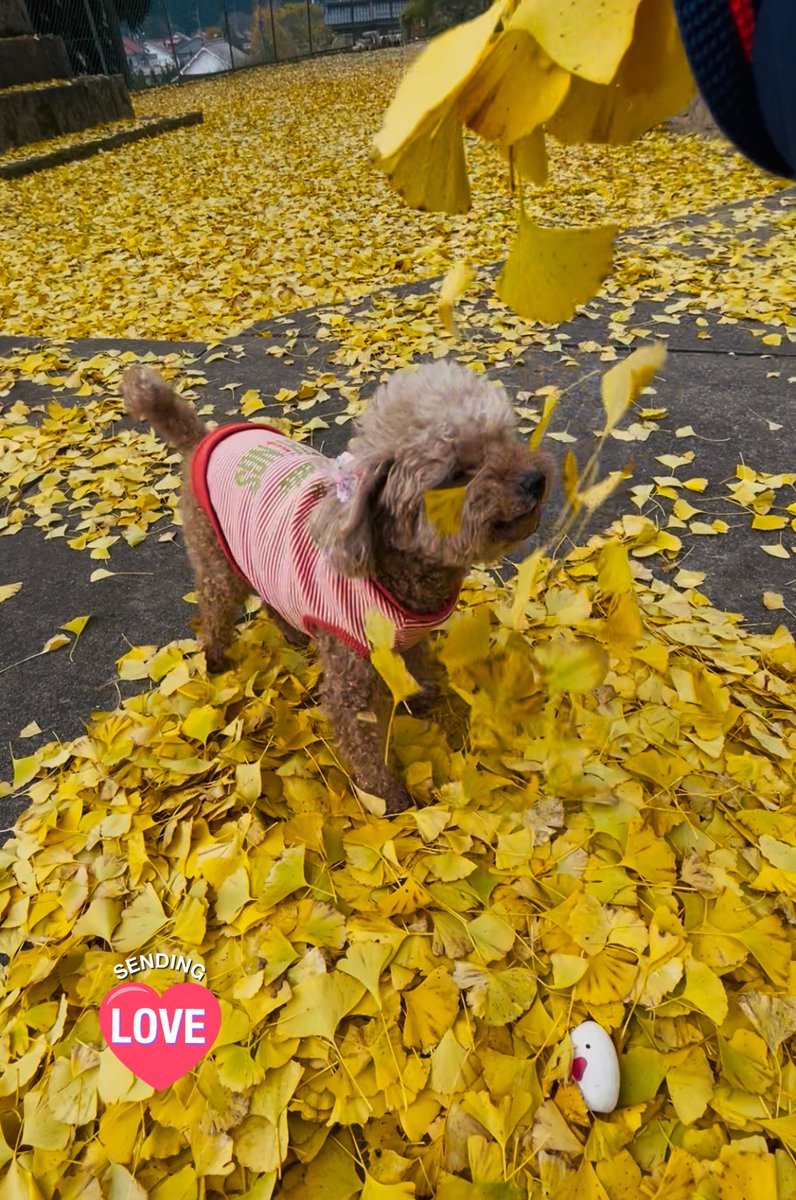 怒涛の11月が終わろうとしています🍂
無謀にも一昨日の“みなとみらい🐮🎹”へ行こうとしていた自分…
風邪も引いてしまい  思い止まれて良かった😭笑

今日は久しぶりにのんびりして こむちゃん 🐾にイチョウのベッドを作ってあげました☺️💛

すんごい迷惑そうでした…
