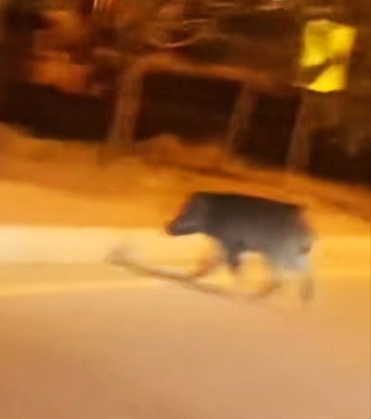 these are wild boars, ancient inhabitants of Kirthar National Park and the Kohistan region of Malir well known to Indigenous communities who have lived alongside them for generations
The real question isn’t why these animals appeared inside Bahria Town...2/5
#EnvironmentalJustice