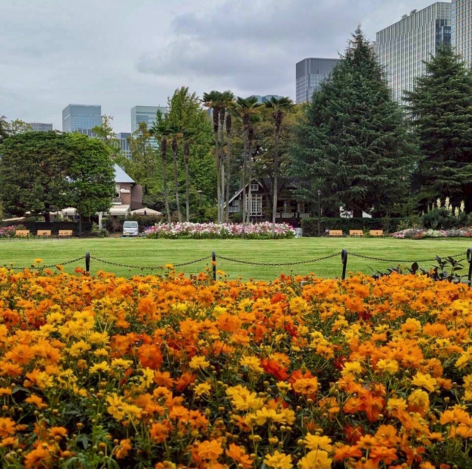 hibiya_pk's tweet image. 日比谷公園は、とことん壊す
再開発業者たちの希望を、税金で叶えるかのような壊しっぷりを続ける東京都
建設費の高騰で工事の見直しが相次ぐ中、日比谷公園の工事は全然止まる気配がない
開園以来の、この花壇が次の犠牲です

#日比谷公園を助けて
#小池都知事
署名🙏 
change.org/HibiyaPark