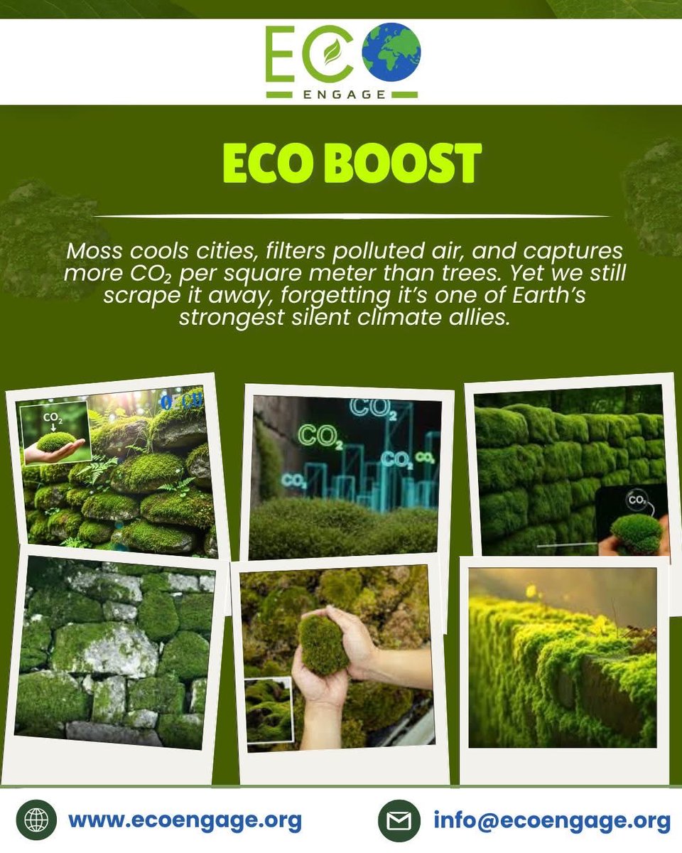 CySustTourism's tweet image. Moss may be small, but its impact is massive.🌿✨
It cools our cities, purifies polluted air &amp;amp; absorbs more CO₂ per sm than most trees —yet we often overlook its power.
Let’s give nature’s quiet climate warrior the recognition it deserves.💚🌍
Protect it. Preserve it. Promote it