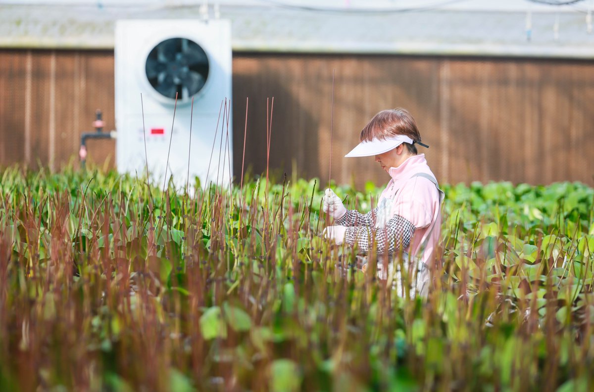 GoSongjiang's tweet photo. As a cold wave strikes, the Yunjian Huigu #FlowerBase in #Songjiang swiftly initiated #coldprotection measures, employing methods such as ground-source heat pumps, air conditioners, and incandescent lamps for precise temperature control to ensure the growth of the #flowers. https://t.co/Fz1tYgEpvG