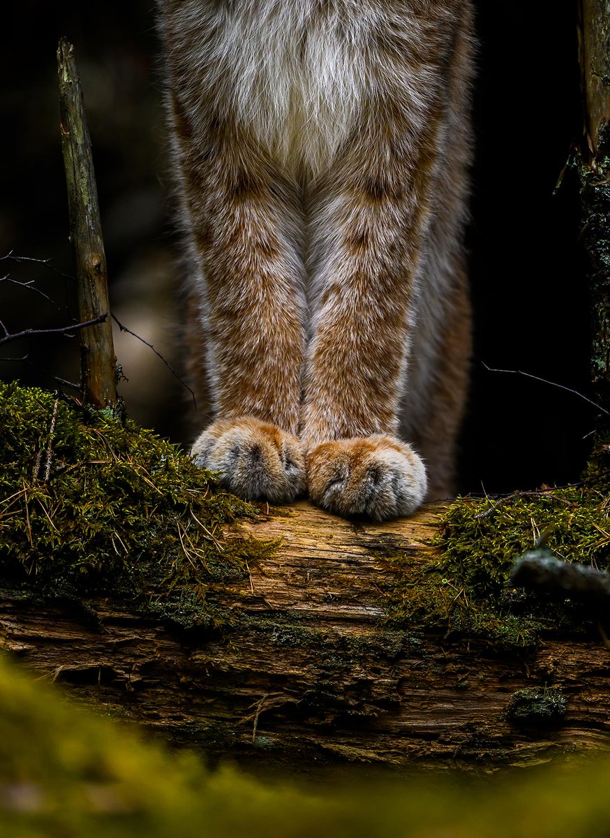 👋Have a peaceful new week #Monday everyone 😊🕊️🌹☕️☁️Rauhallista uutta viikkoa #maanantaita kaikille 😊🕊️🌹☕️☁️(Kiiruna, Lagopus muta) by Jarmo Manninen (Tassut) by Ossi Saarinen