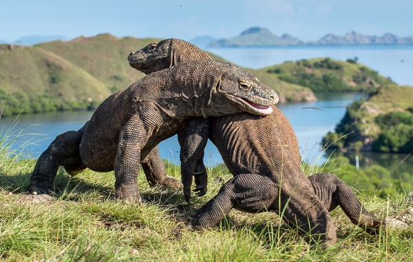 kunderemp's tweet photo. @Gosleepriya Komodo -- Indonesia https://t.co/lUn9DZLfoZ