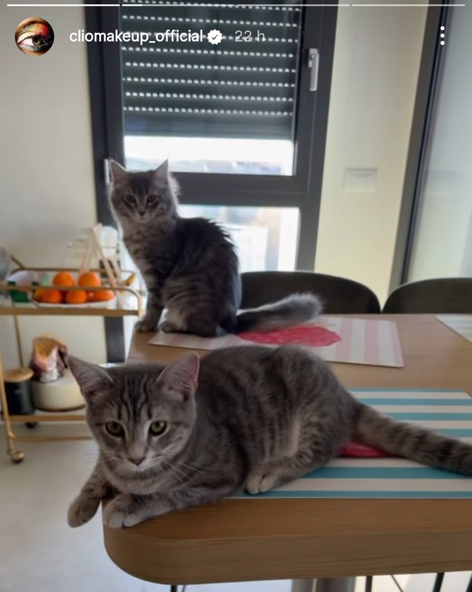 Ellepi's tweet image. siamo tutti d&apos;accordo che gli animali in casa devono stare a terra? soprattutto non sul tavolo della cucina e non sulle tovagliette della colazione??? ogni volta che vedo na roba del genere mi si accappona la pelle