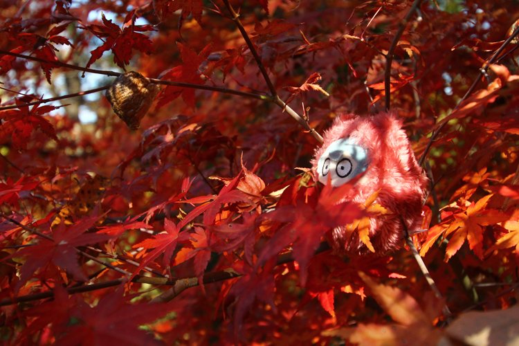 これは紅葉に擬態していたらカマキリの卵鞘に遭遇したたぴろう